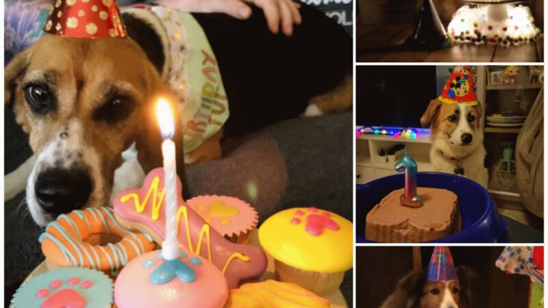 Joyful Tears: Old Dogs at the Animal Shelter Celebrate Their Birthdays, Overflowing with Happiness