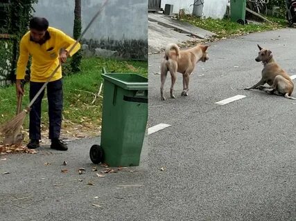 Millions of people were moved by the action of the mother dog digging in the garbage to provide food for her hungry puppies.