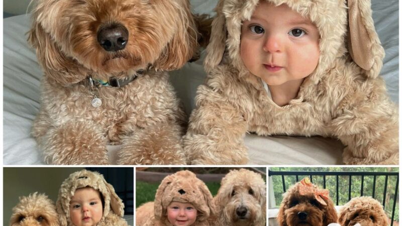 Perfect companions: dogs and babies; best friends with similar fur coats; growing up happily together.