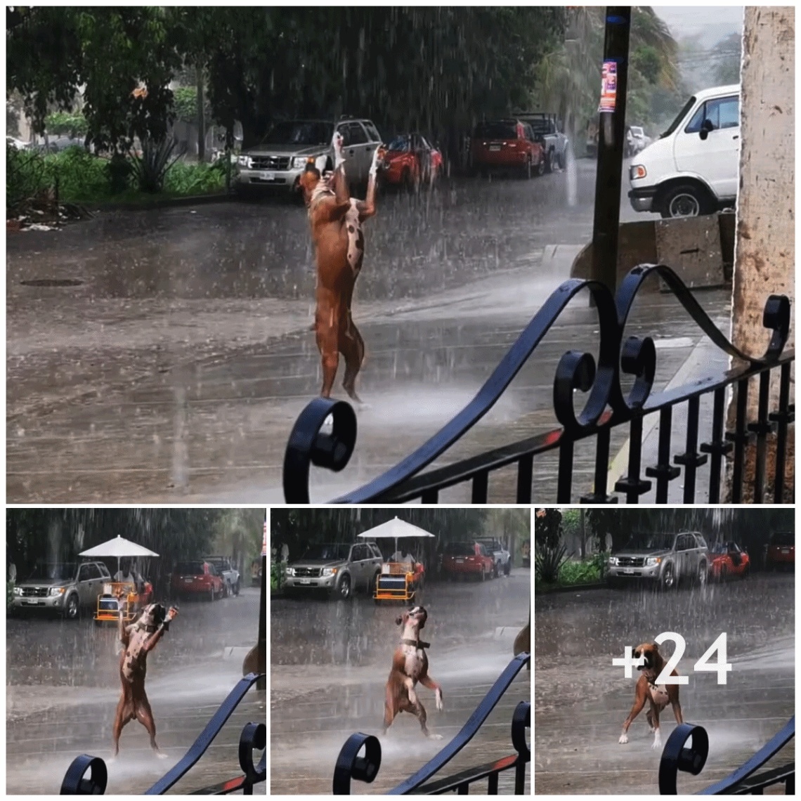 Rare moment: The image of a dog dancing in the rain, having fun happily attracts viewers and warms their hearts.