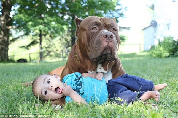  The dog also holds the position of senior bodyguard for the small owner.