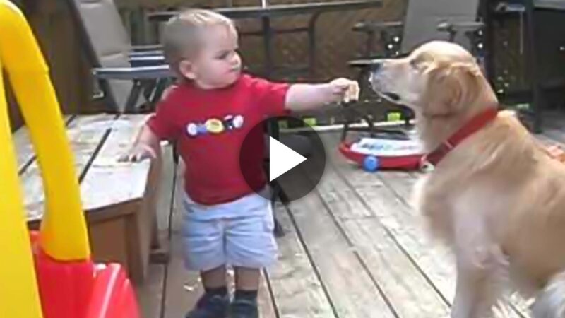 Sharing Love: Heartwarming Toddler’s Act of Kindness as He Shares Snacks with Visually Impaired Dog