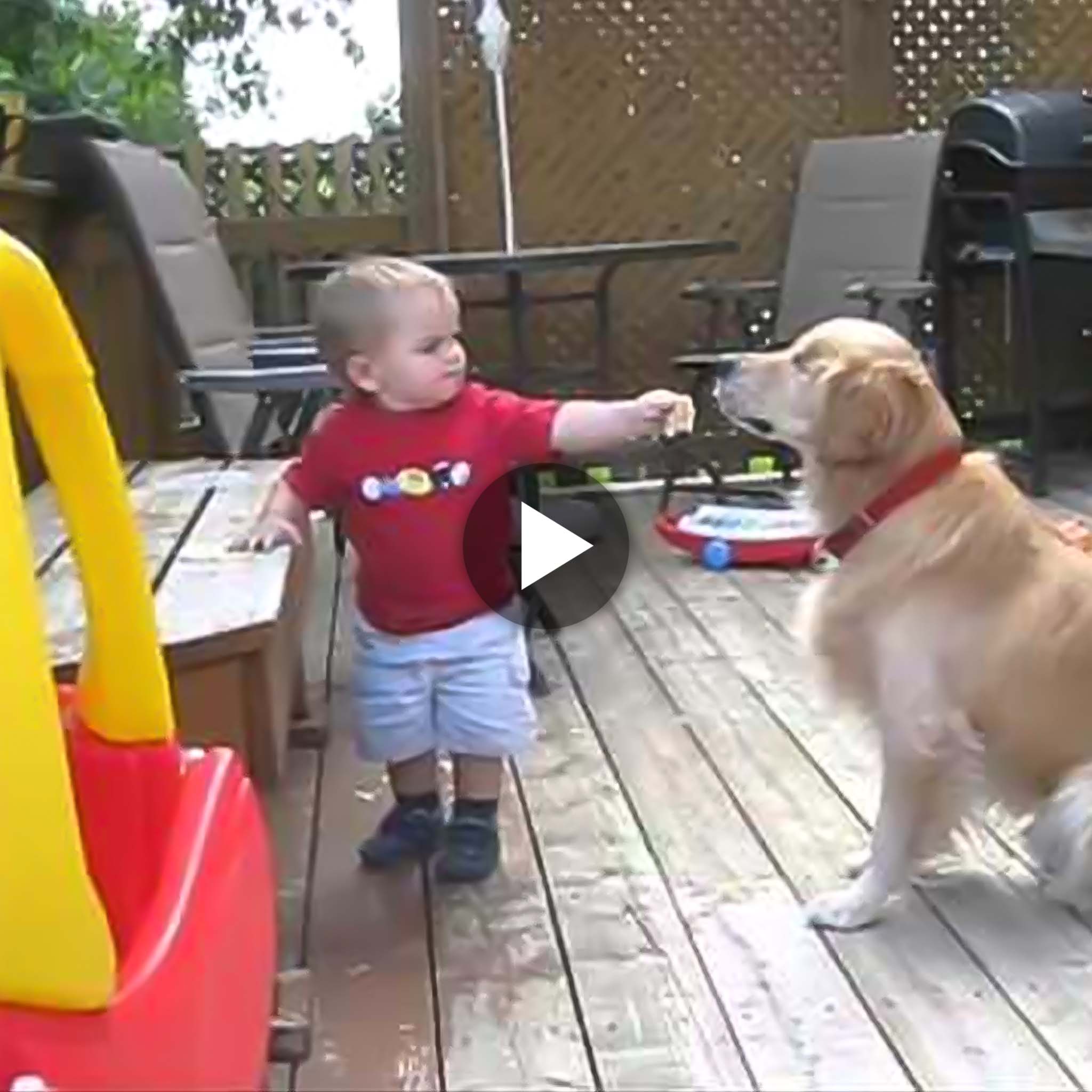 Sharing Love: Heartwarming Toddler’s Act of Kindness as He Shares Snacks with Visually Impaired Dog