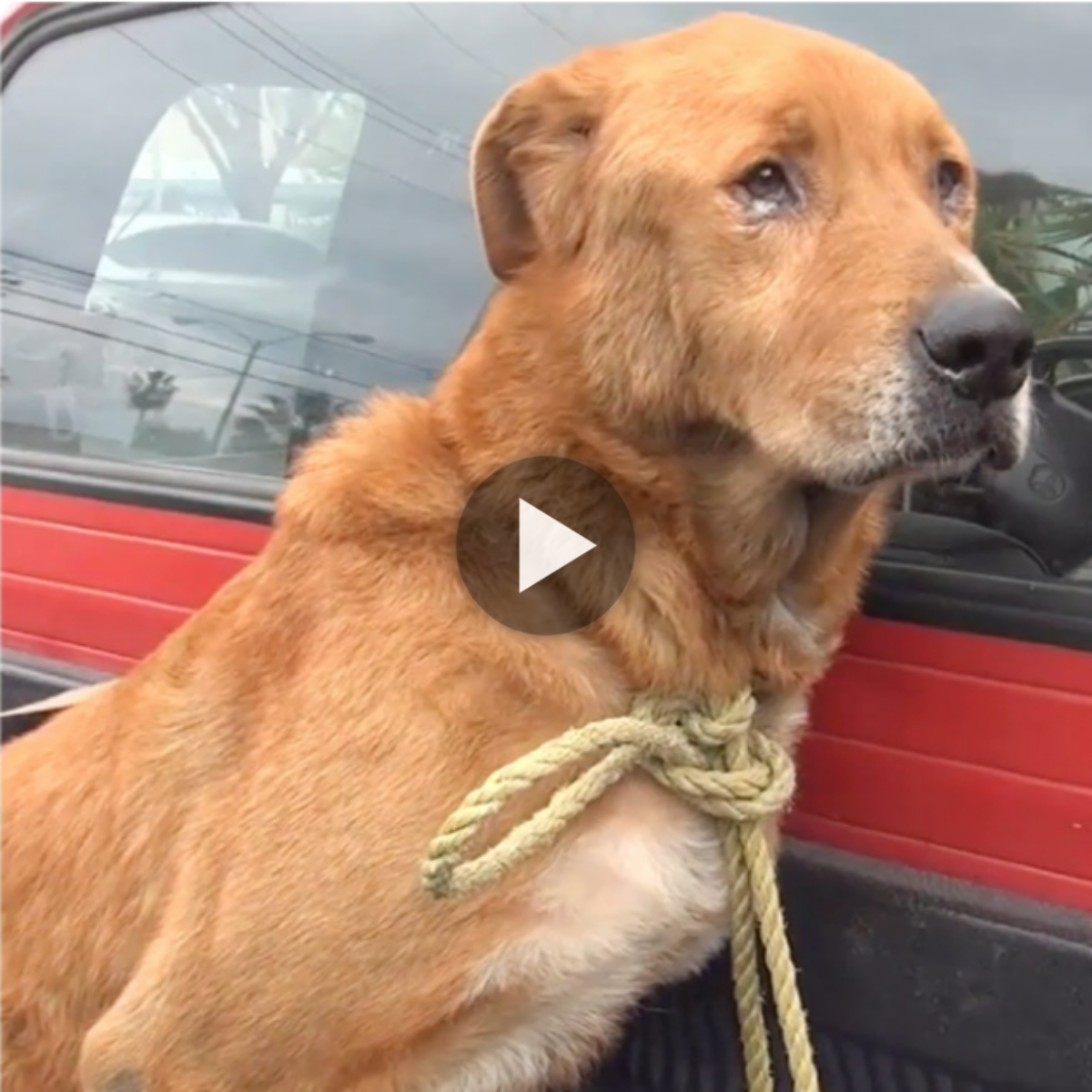 The old dog had to wander the streets to earn a living, disappointed and sad because he received no help. (Video)