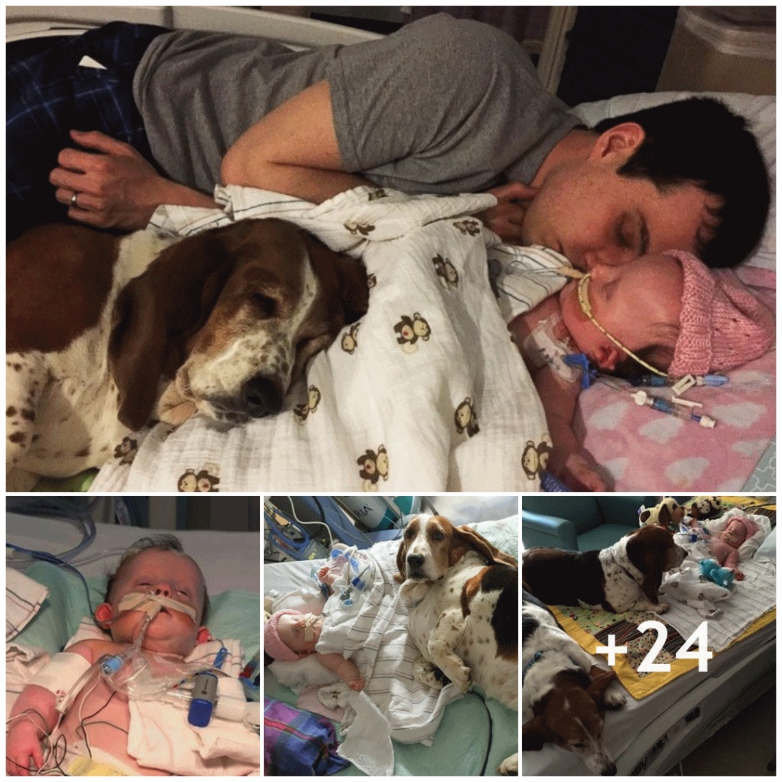 Unwavering Devotion: Dog Stays by Terminally Ill Owner’s Side, Caring Wholeheartedly and Determined Not to Leave