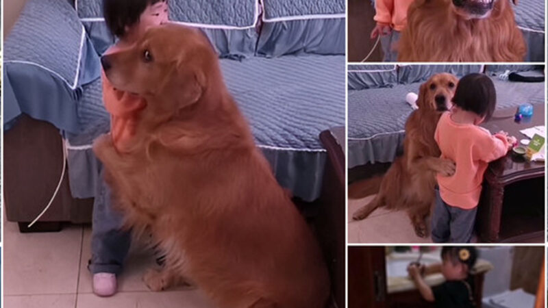 Millions of people were brought to tears when a brave Golden Retriever dog saved a crying baby from an unjust punishment from his mother. The touching and humorous scene captured the hearts of many.