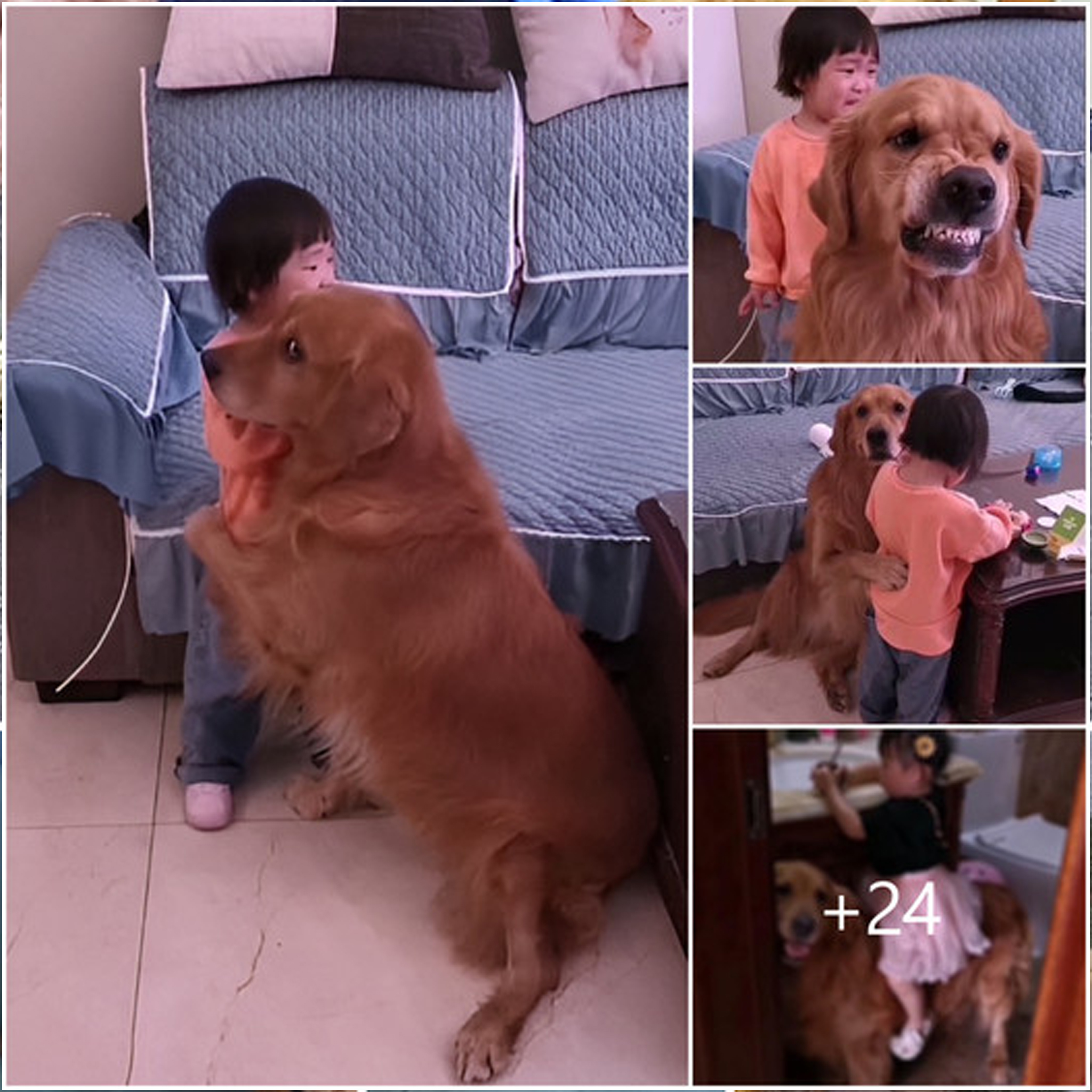 Millions of people were brought to tears when a brave Golden Retriever dog saved a crying baby from an unjust punishment from his mother. The touching and humorous scene captured the hearts of many.