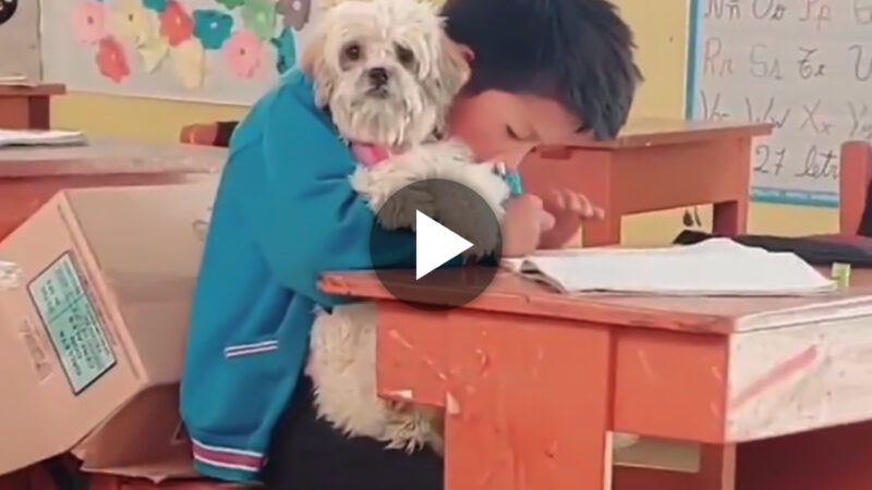 Thought the teacher would not permit the student to bring his puppy to school, the student insisted on doing so, but how could he resist the adorable nature of their friendship?