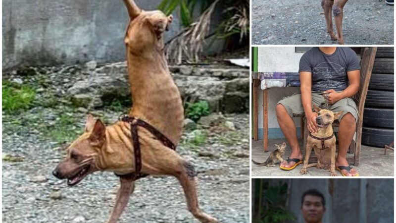 Against All Odds: A Rescued Dog, Saved by a Kind Soul, Strives to Survive in a Way That Defies Comprehension, Despite Facing the Challenge of Missing Hind Legs.