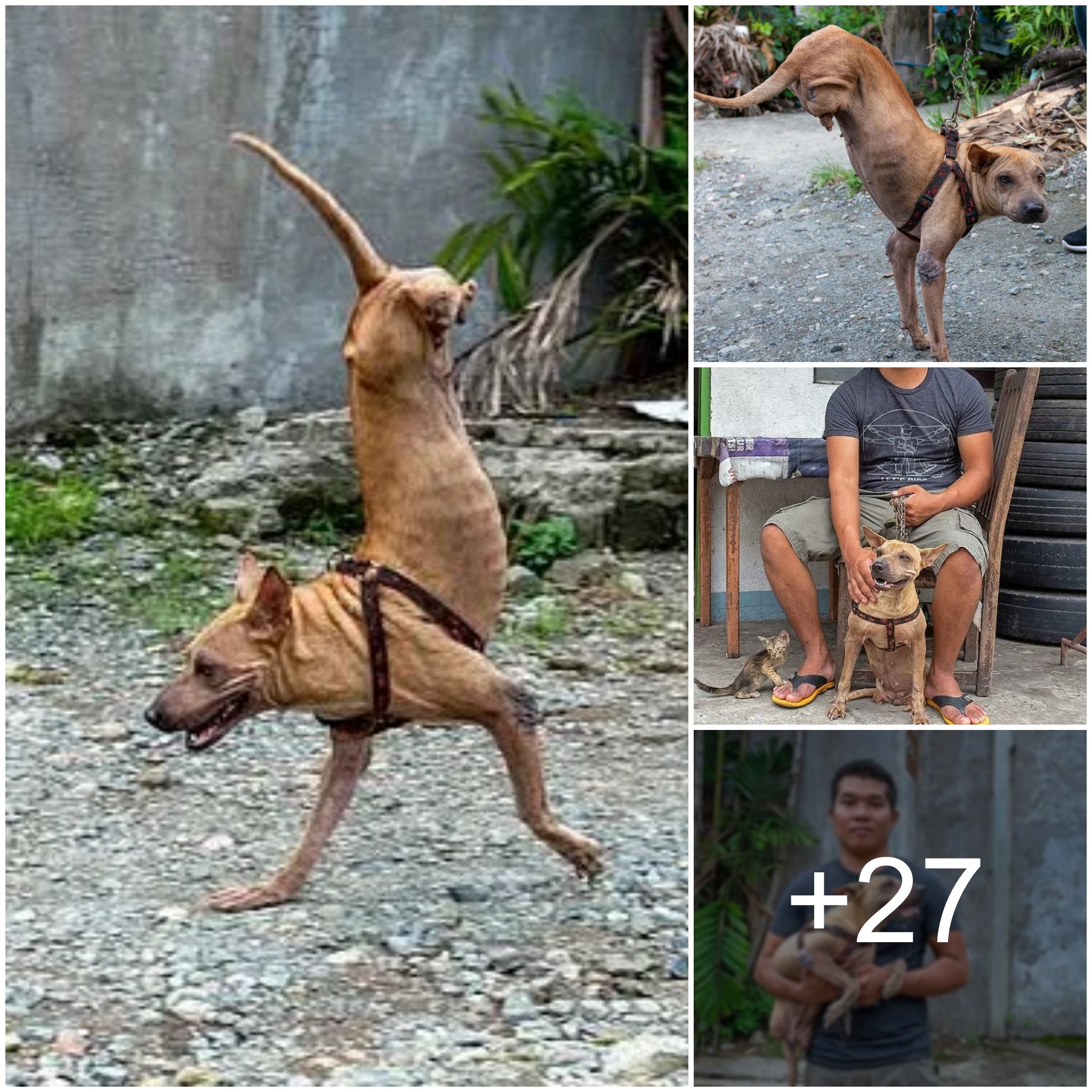 Against All Odds: A Rescued Dog, Saved by a Kind Soul, Strives to Survive in a Way That Defies Comprehension, Despite Facing the Challenge of Missing Hind Legs.