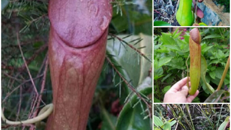 Surprising Find: The Fascinating Plant Nicknamed the “Penis Flytrap” Leaves the World Astonished.