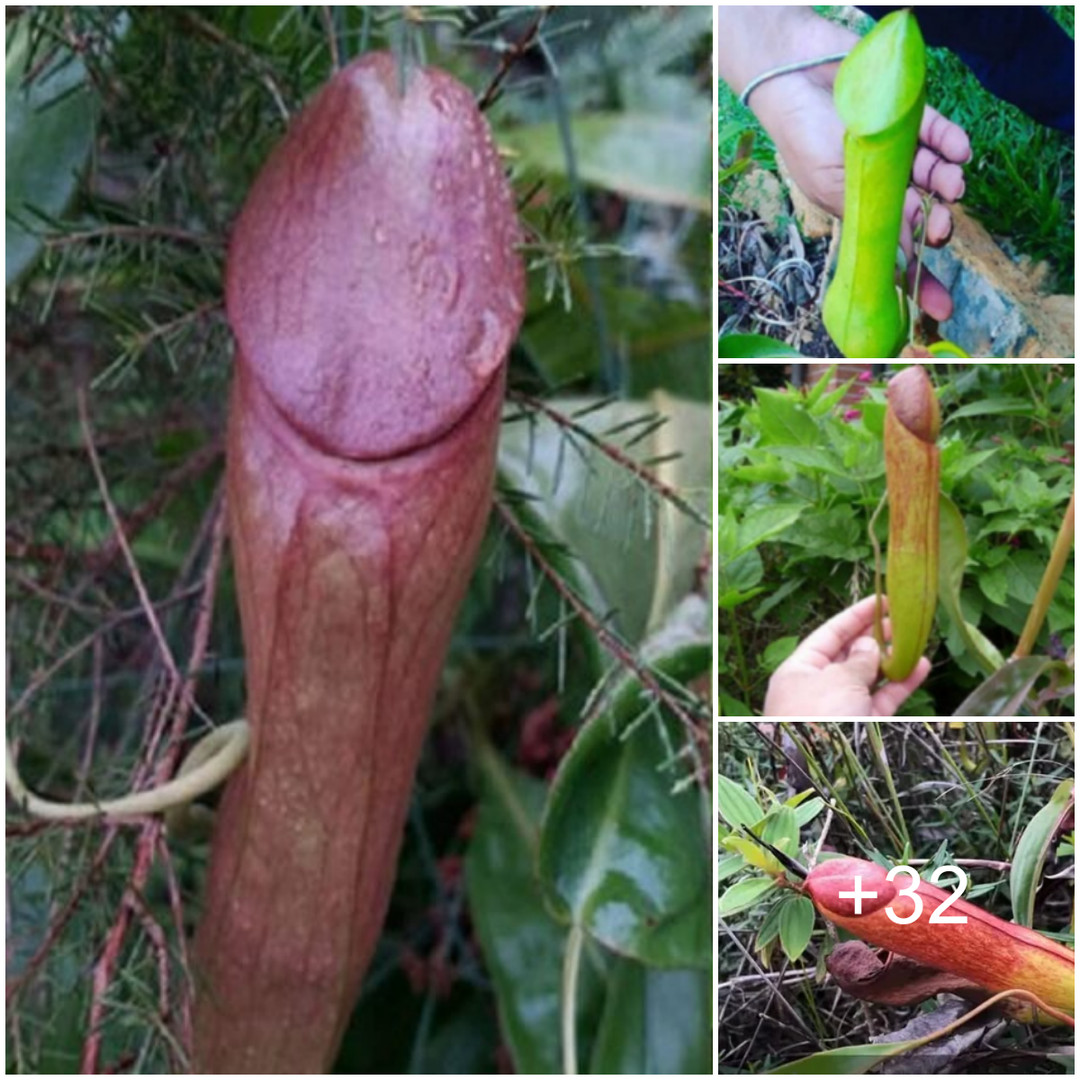 Surprising Find: The Fascinating Plant Nicknamed the “Penis Flytrap” Leaves the World Astonished.