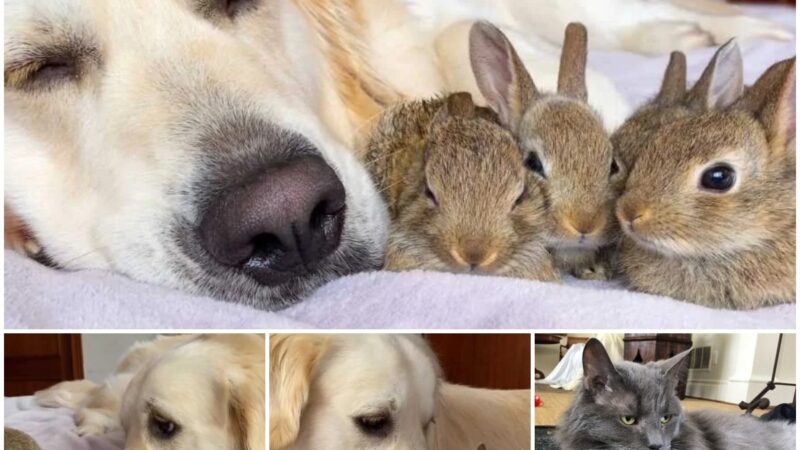 So adorable! Retriever Believes He Is The Father Of Four Orphaned Bunnies.