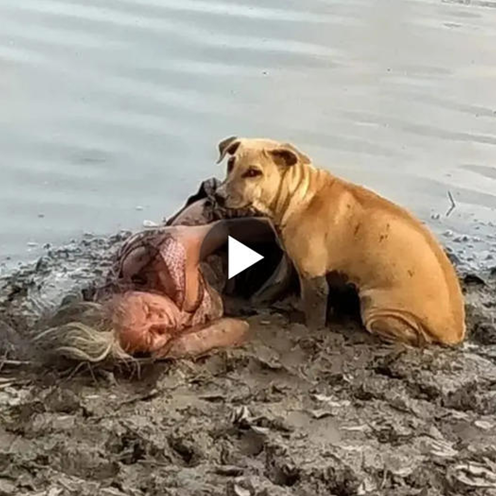 Loyal companion: Admired by millions for its unwavering love and loyalty, a devoted dog stood guard next to a 90-year-old woman who was exhausted and trapped after struggling in the mud. The dog made sure the woman was safe and asked for assistance from onlookers. ‎