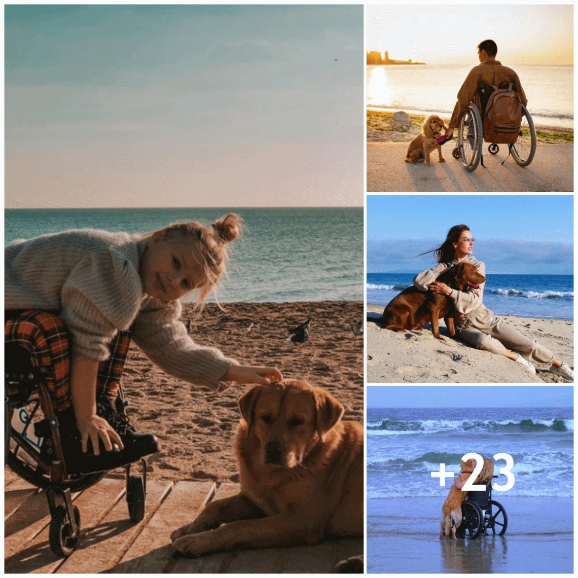 The dog always accompanies his disabled owner on trips, touching the hearts of readers.