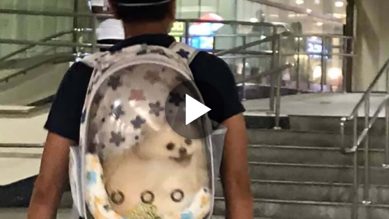 Dog In Special Backpack Spotted At Farrer Park MRT Station, Adorably Grins At Commuters Staring Its Way