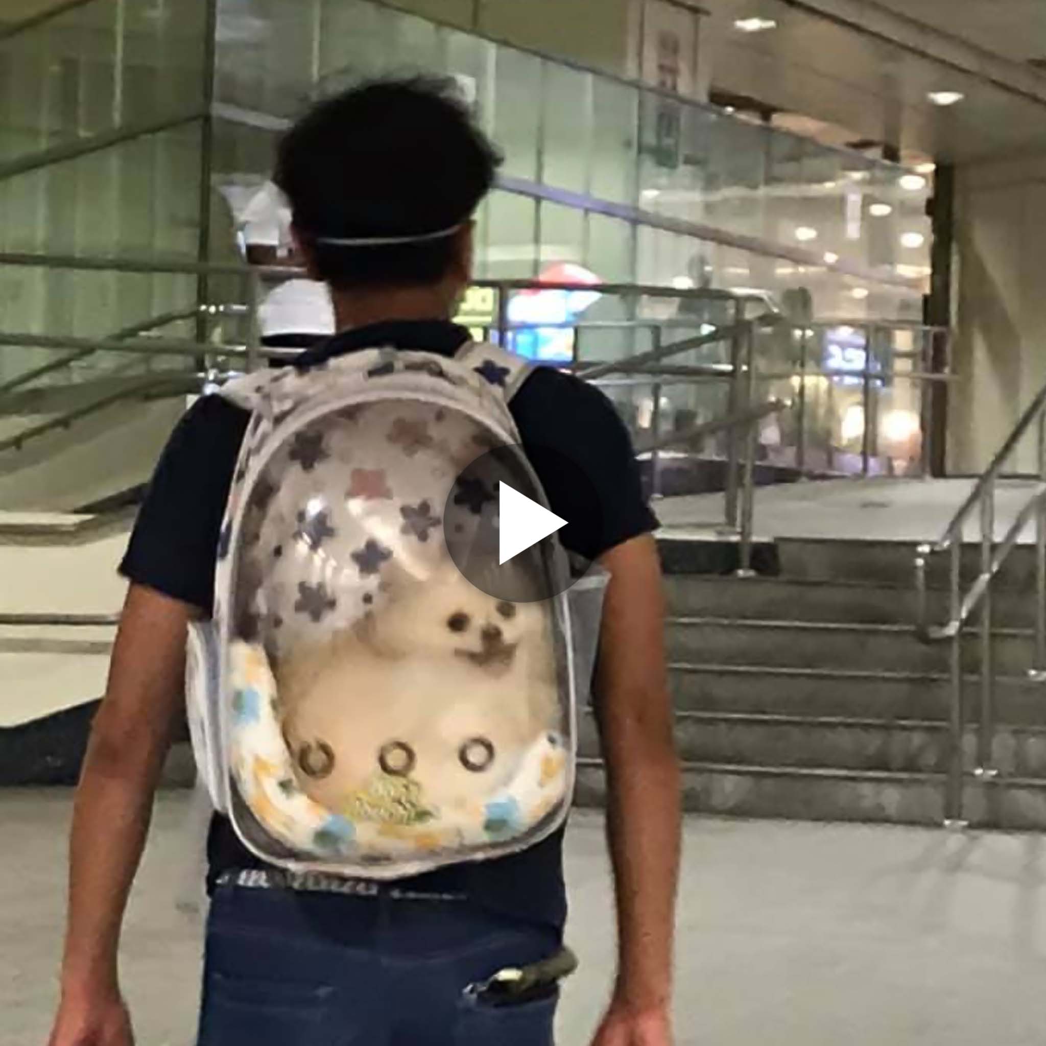 Dog In Special Backpack Spotted At Farrer Park MRT Station, Adorably Grins At Commuters Staring Its Way
