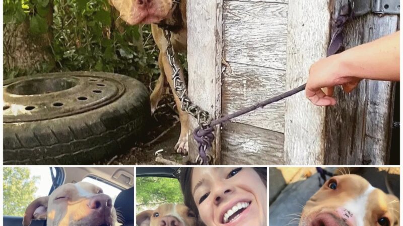 A Dog’s Joyful Expression of Gratefulness Upon Finding a Loving Owner Who Saved Him from Slavery