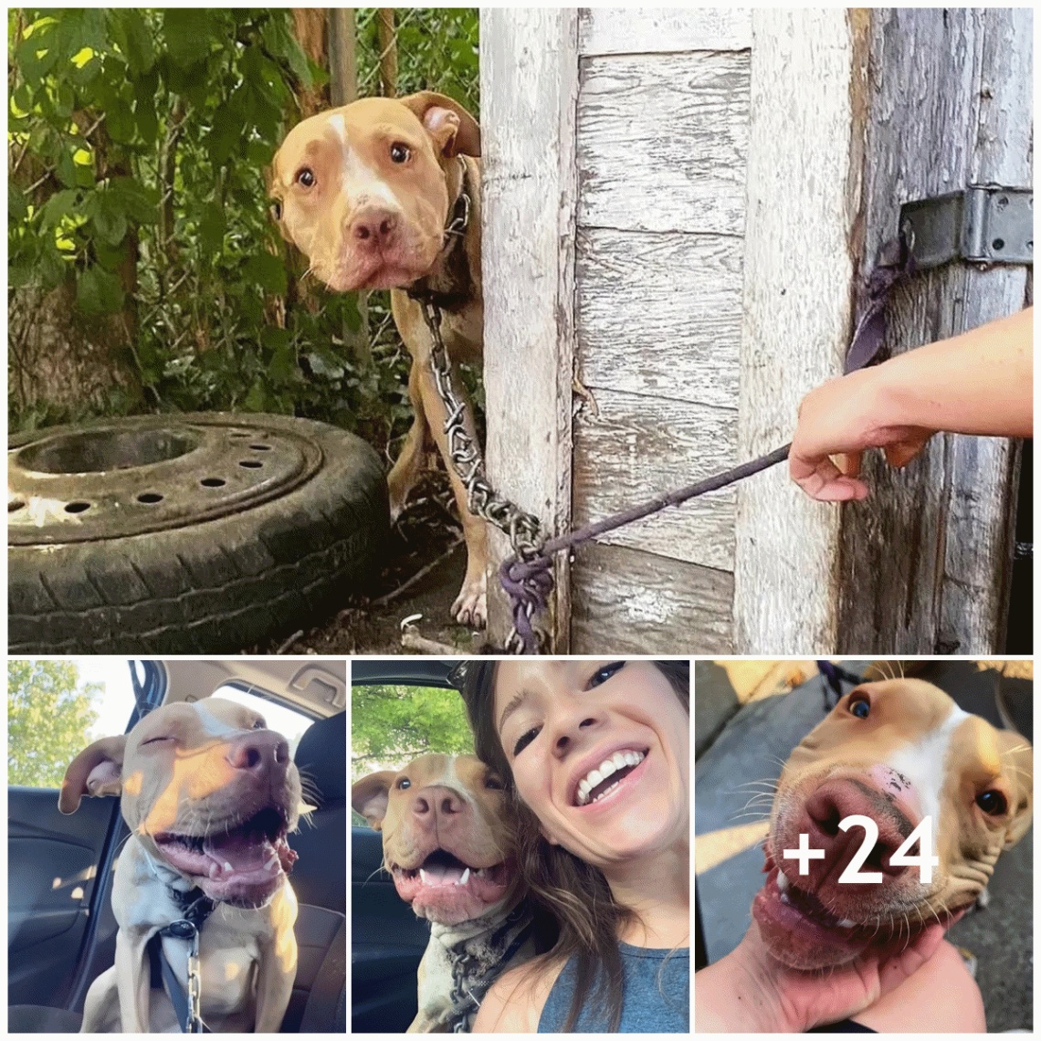 A Dog’s Joyful Expression of Gratefulness Upon Finding a Loving Owner Who Saved Him from Slavery