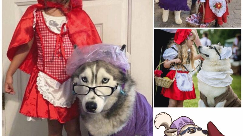 The makeup of Little Red Riding Hood and the Husky “wolf” was so adorable that it created a frenzy in the online community.