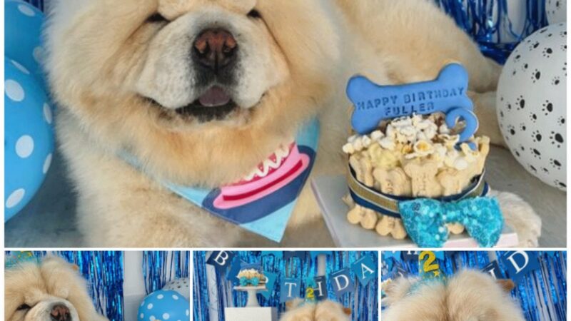 The dog’s 2 year old birthday was celebrated by the owner in the most spectacular way ever, please send him congratulations…