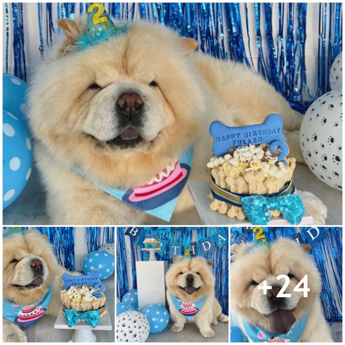 The dog’s 2 year old birthday was celebrated by the owner in the most spectacular way ever, please send him congratulations…