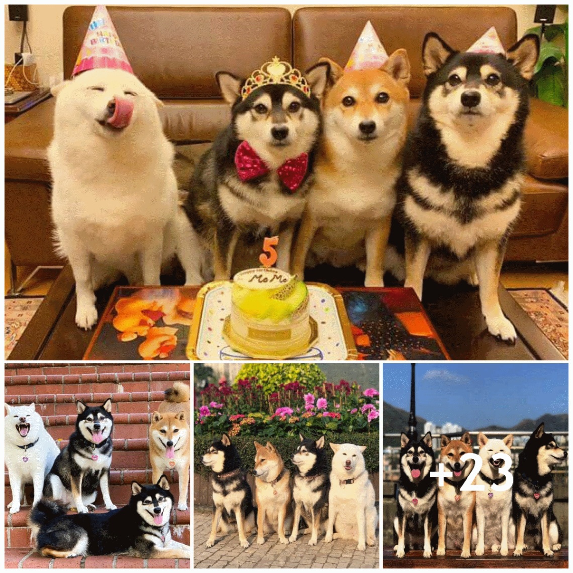 Check out these cute Shiba dogs on their birthdays with hilarious facial expressions that have the internet community in stitches.
