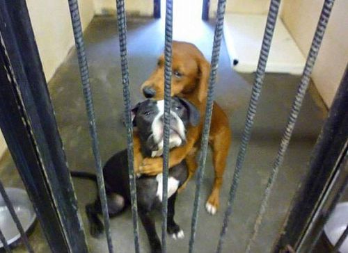 How this photo of two dogs cuddling saved them from being put down
