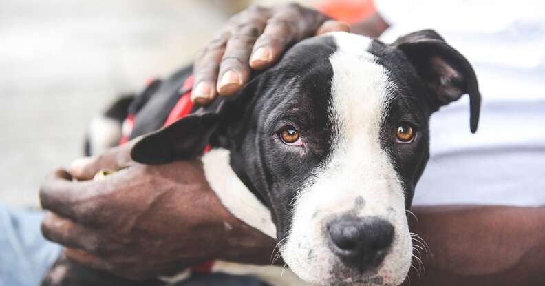 This Man And Dog Were Homeless At The Same Time — But Found Each Other - The Dodo