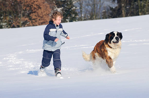 110+ Child And Saint Bernard Stock Photos, Pictures & Royalty-Free Images - iStock | Child and newfoundland dog, Child and big dog, Girl and saint bernard