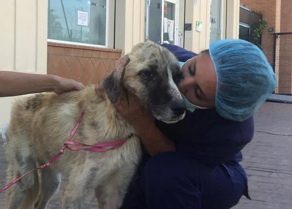 Logran salvar a un cachorro encontrado agonizando en un contenedor de basura en Málaga