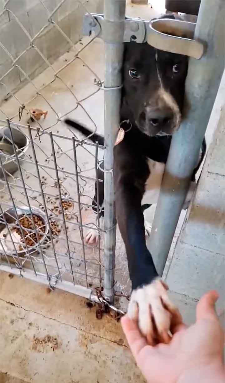 shelter dog take hand person pass