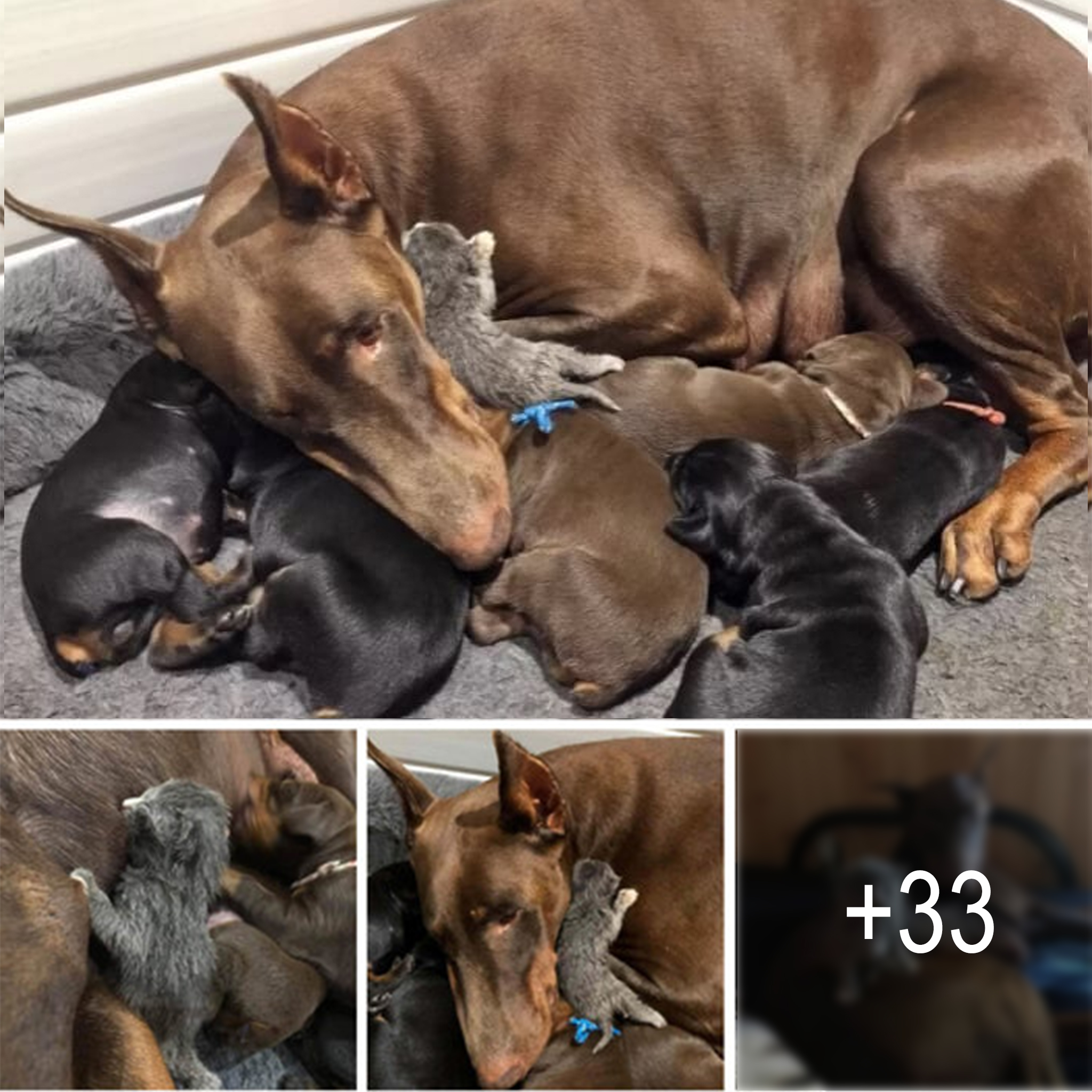 Unconventional Bonds: Doberman Dog Adopts Abandoned Kitten, Becomes Nurturing Mother to Both Puppies and Kitten – An Unlikely Love Story