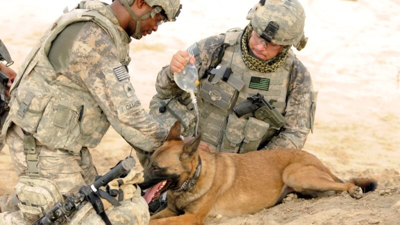 tho “Patriotic Pooch: Dog’s Sacrifice in Serving His Country Displays Loyalty, Inspiring Millions and Garnering Sympathy for the War Effort” tho