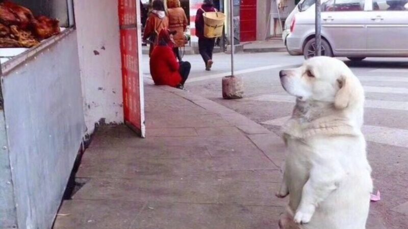 During the stray dog’s four-hour, heartbreakingly patient display of waiting for a tasty morsel outside the restaurant, onlookers were moved to tears by its extraordinary loyalty.