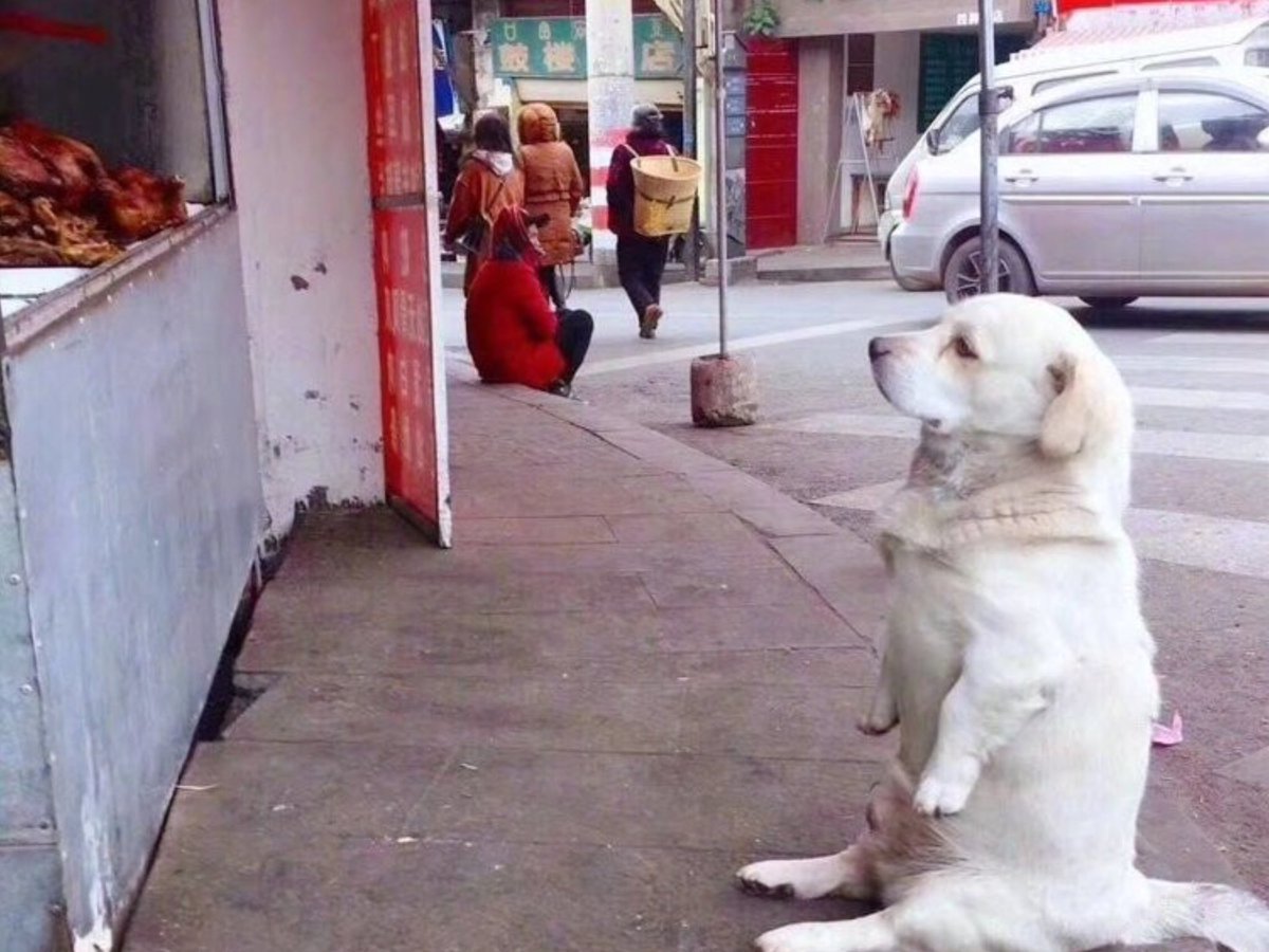 During the stray dog’s four-hour, heartbreakingly patient display of waiting for a tasty morsel outside the restaurant, onlookers were moved to tears by its extraordinary loyalty.