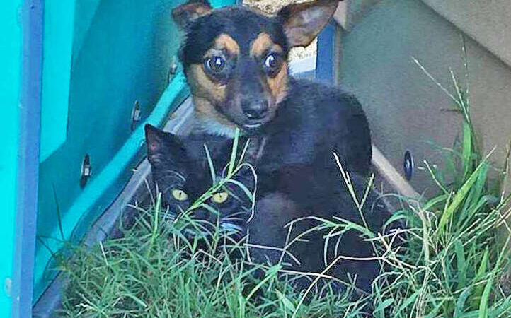 Guardians of Love: Unbreakable Bond of a Little Dog Protecting Its Kitten Companion, Resulting in a Heartwarming Rescue