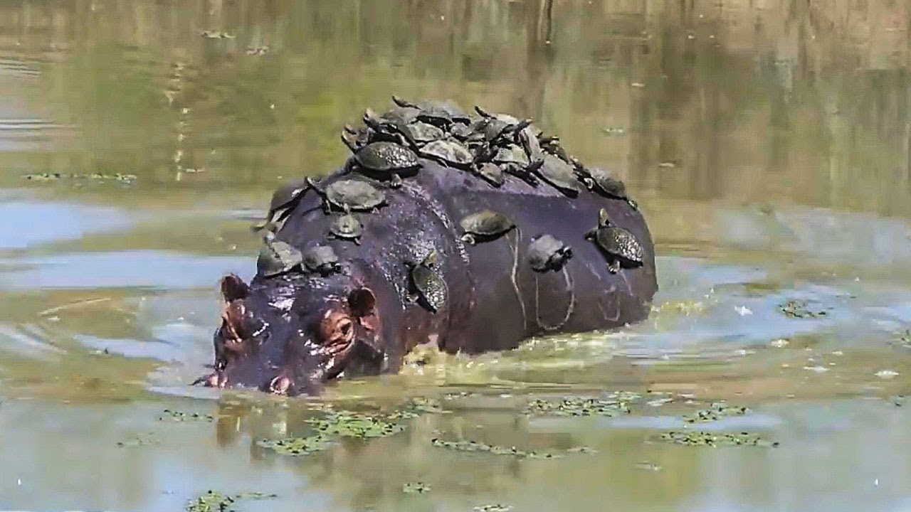 Lost in turtle territory, hippo regrets being bitten by hundreds of turtles