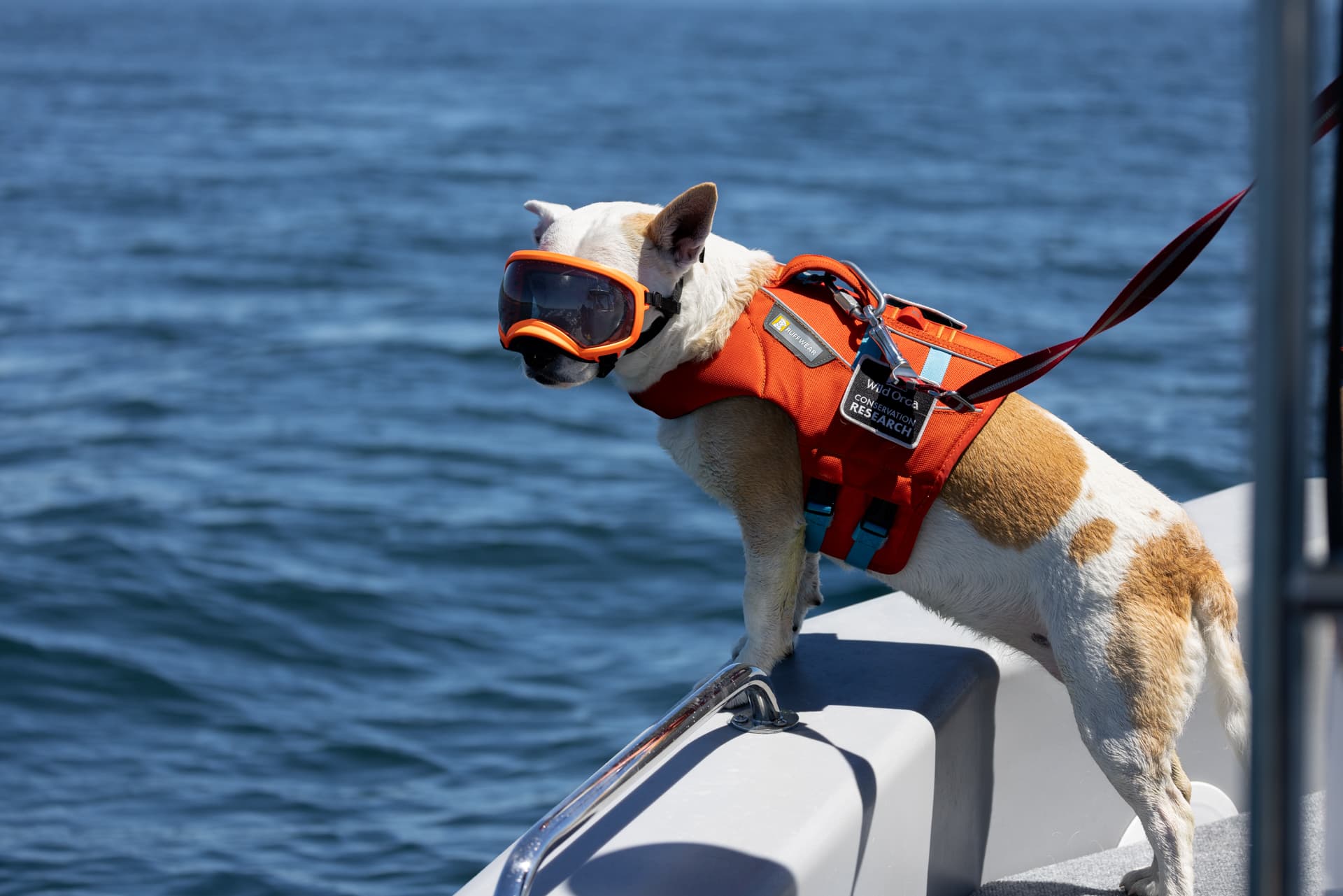 A scent detection dog wearing goggles on the bow of a research vessel.