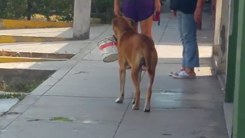 The stray dog, who had been thirsty for days, asked for water after finding a discarded bucket. Something warm finally came from looking at the careless eyes of bystanders.