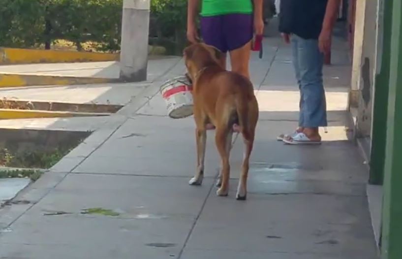 The stray dog, who had been thirsty for days, asked for water after finding a discarded bucket. Something warm finally came from looking at the careless eyes of bystanders.