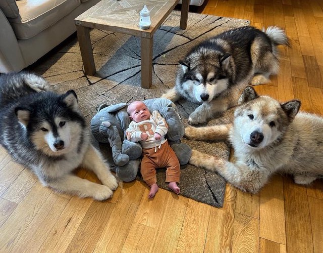 Dogs with baby