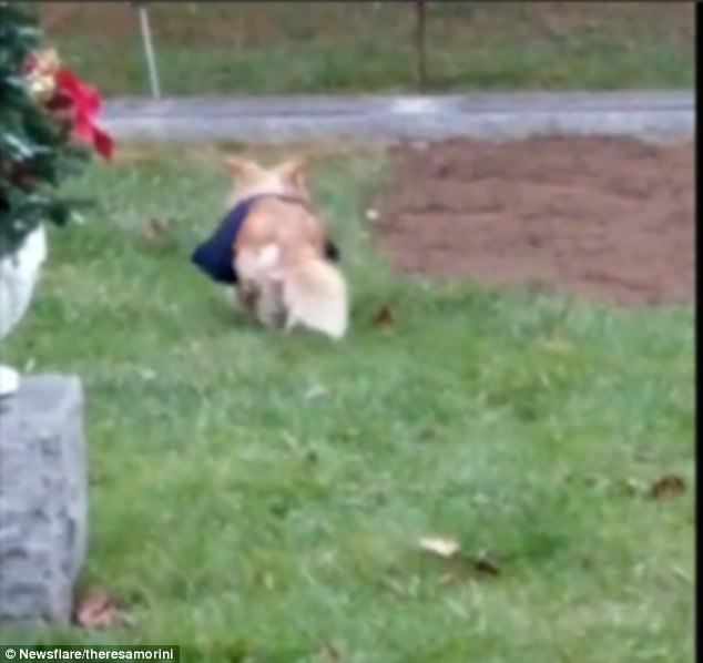 The tear-jearking clip shows Deta turn back to sit at the grave. Eventually, she had to be carried from the burial site
