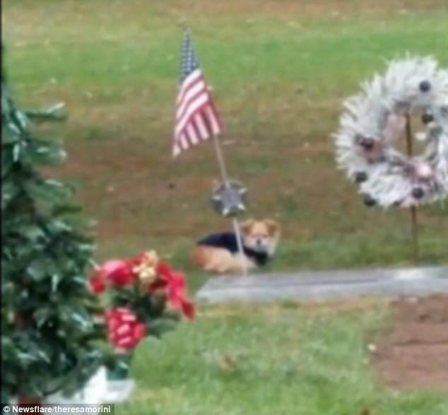 The heartbroken dog is reluctant to move from her previous owner's grave in Amsterdam, New York State