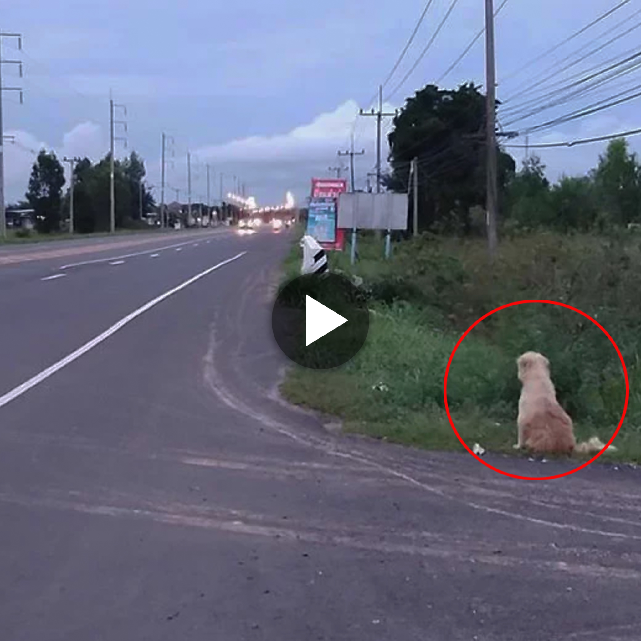 For four long years, a devoted dog stood watch in the same spot, showing kindness and patience until the day it eventually reunited its owners, who had lost their beloved pet.