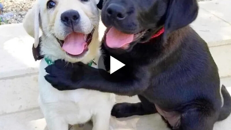 In a Tender Moment, Two Dogs Embrace, Their Eyes Pleading with a Silent Beg, ‘Please, Don’t Sell Us,’ Stirring the Hearts of Animal Lovers and Unveiling the Poignant Bond Between Loyal Companions.