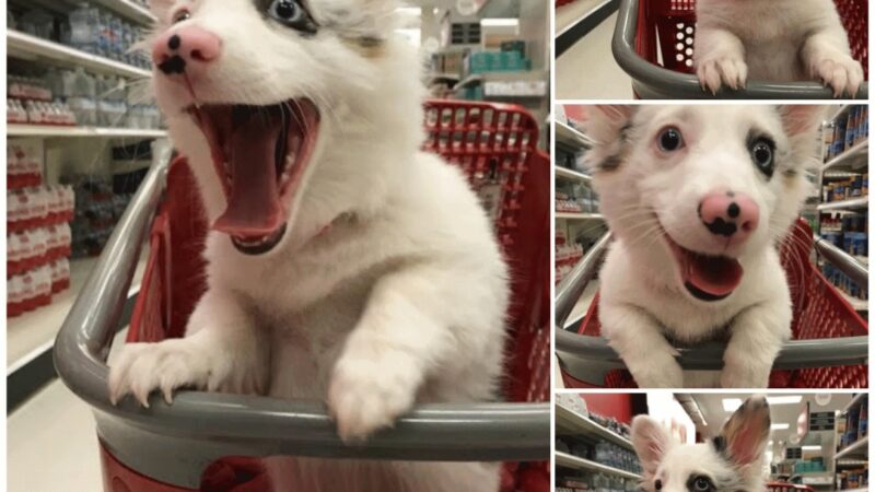 The interesting expression of a dog that goes to the supermarket for the first time is being widely spread and receiving a lot of love.