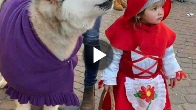 tho “Delighted with the too-cute Little Red Riding Hood and the big and adorable ‘bad wolf’ Husky. It made netizens see the cuteness of both of them.” tho