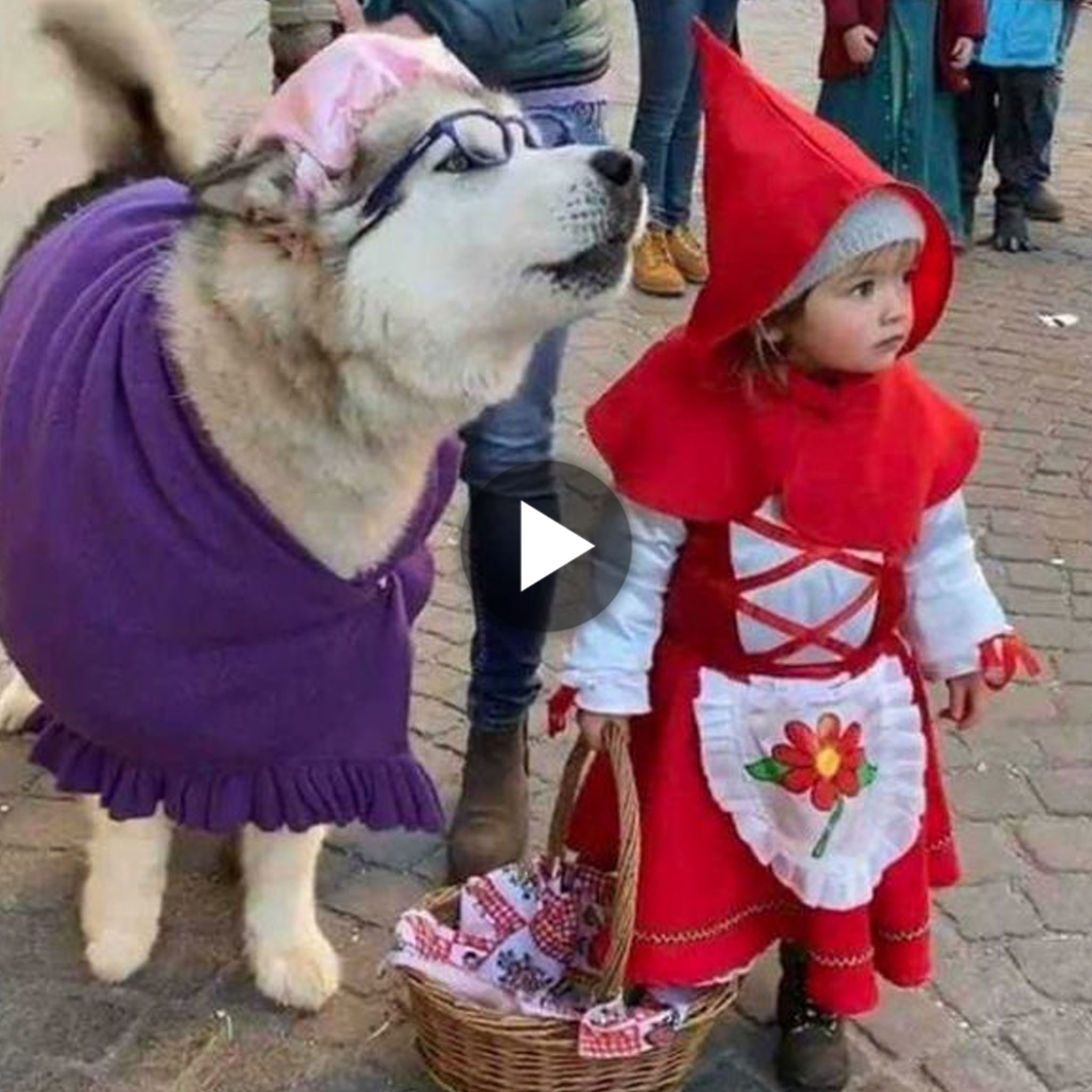 tho “Delighted with the too-cute Little Red Riding Hood and the big and adorable ‘bad wolf’ Husky. It made netizens see the cuteness of both of them.” tho