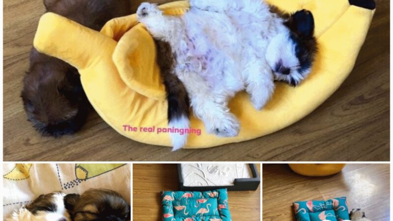 The online community laughed happily at this dog’s “dead” sleeping position.